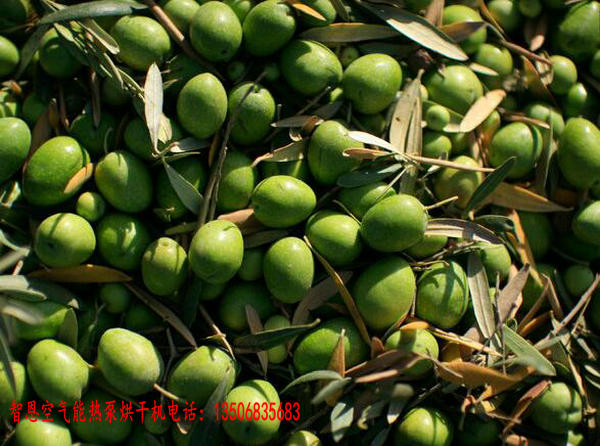 橄欖果烘干機(jī)